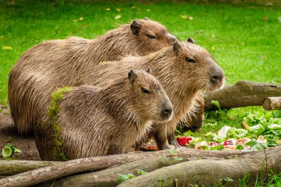 Creature Feature: The Capybara
