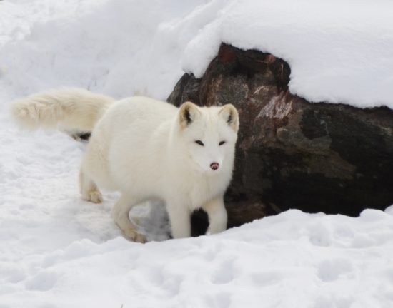 Creature Feature: The Arctic Fox